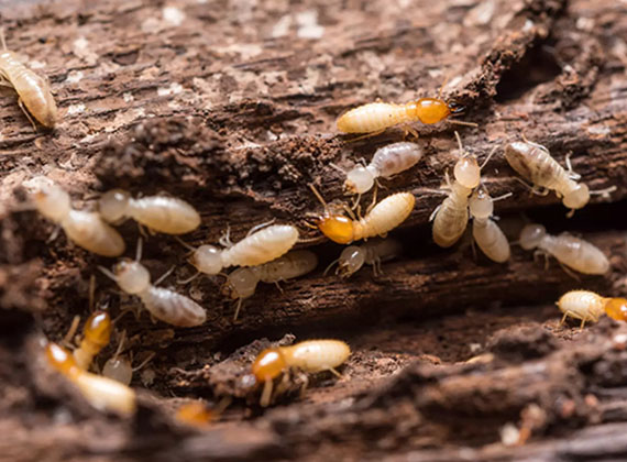 Diagnostic termites